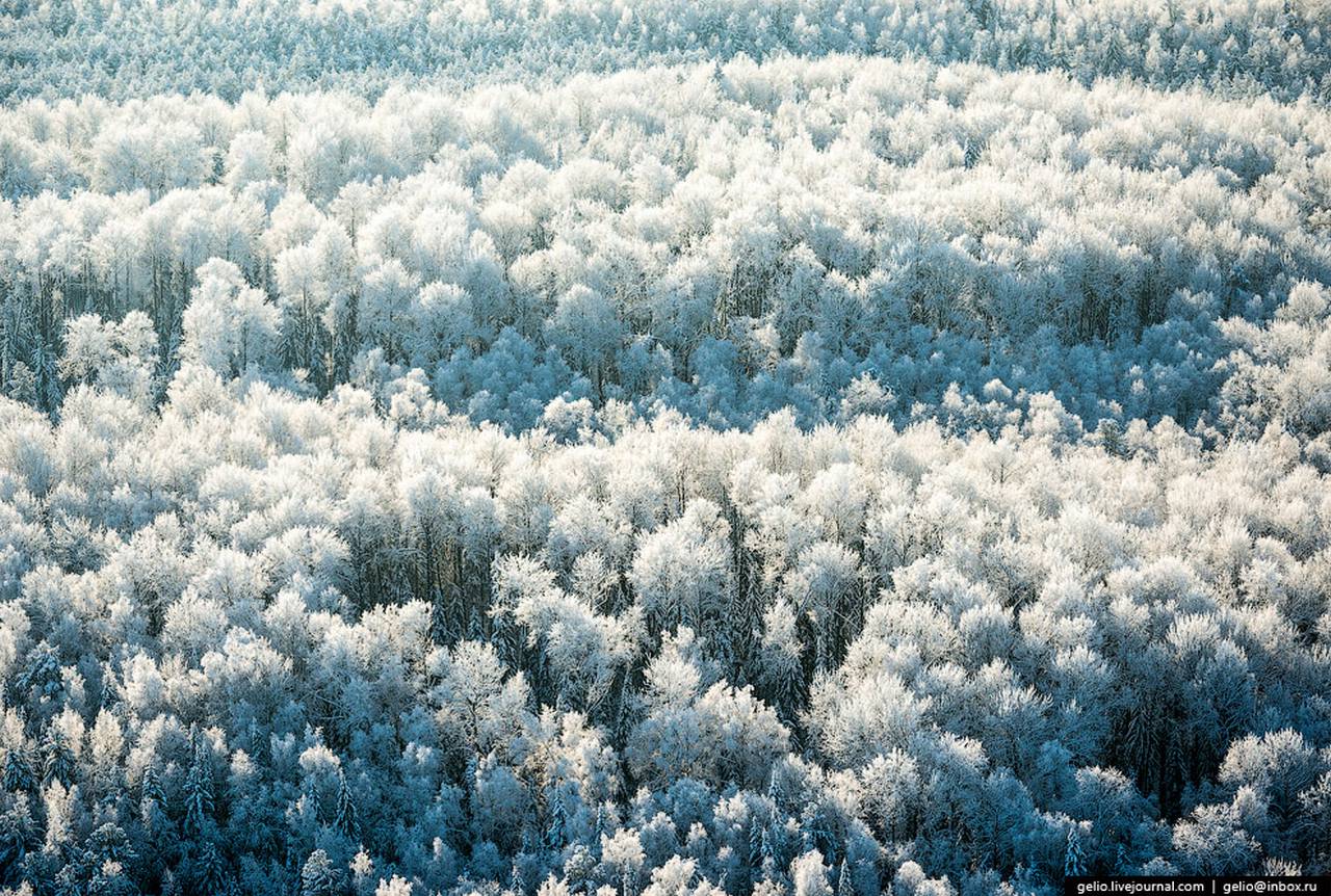 лес в ХМАО зимой